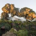 Enfin des photos d'Avatar Land à Disney's Animal Kingdom !